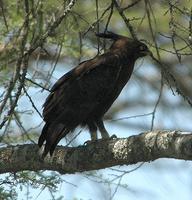 Long-crested Eagle p.78