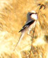 Chinese Gray Shrike