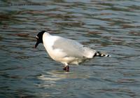 Relict Gull 고대갈메기 Kang-reung, Korea.  2002. 4. 13.