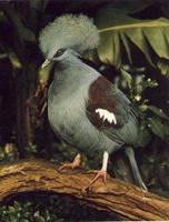 Victoria Crowned pigeon Goura victoria