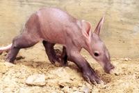 6 Week Old Baby Aardvark