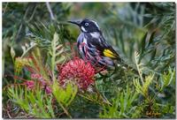 New Holland Honeyeater