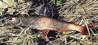 Baikal Black Grayling Thymallus arcticus baicalensis