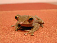 : Boophis madagascariensis