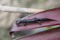 : Bolitoglossa diaphora