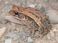 : Bufo campbelli