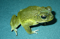 : Bufo luetkenii