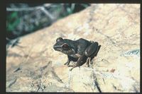 : Eleutherodactylus antillensis; Chur