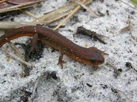 : Notophthalmus perstriatus; Striped Newt