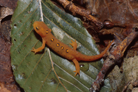 : Notophthalmus viridescens; Red-spotted Newt
