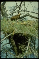 : Aquila chrysaetos; Golden Eagle