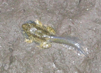 : Spea hammondii; Western Spadefoot