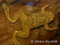 : Xenopus fraseri