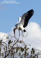 : Mycteria americana; Wood Stork