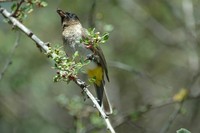 : Pycnonotus barbatus; Blackeyed Bulbul