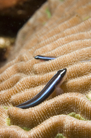 : Gobiosoma oceanops; Neon Goby