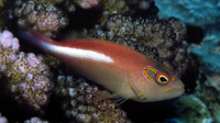 : Paracirrhites arcatus; Ring-eyed Hawkfish