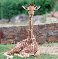 : Giraffa camelopardalis reticulata; Reticulated Giraffe