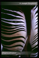 : Okapia johnstoni; Okapi