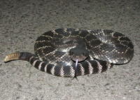 : Crotalus oreganus helleri; Southern Pacific Rattlesnake