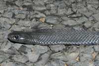 : Pseudechis guttatus; Spotted Black Snake