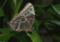 : Morpho peleides; Blue Morpho