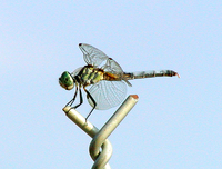 : Pachydiplax longipennis; Blue Dasher