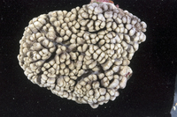 : Cladiella
