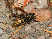 : Polistes aurifer; Paper Wasp