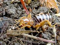 : Stenopelmatus fuscus; Jerusalem Cricket