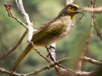 Stripe-throated Bulbul(Pycnonotus finlaysoni)