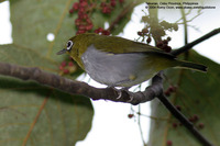 Everett's White-eye Scientific name - Zosterops everetti