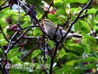 Phylloscopus trochiloides Greenish Warbler 暗綠柳鶯 098-091