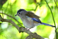 Blue-winged Minla 藍翅希眉鳥