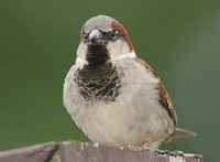 House Sparrow