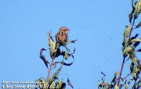 Fig. 18. Lapland Longspur ? : 긴발톱멧새