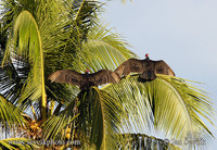 Pictur of kondor krocanovitý Cathartes aura Turkey Vulture Aura Gallipavo Truthahngeier