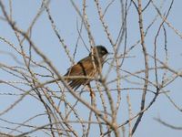 ミナミノドジロムシクイ Spectacled Warbler Sylvia conspicillata