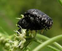 Oxythyrea funesta