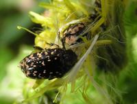 Oxythyrea noemi