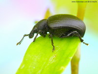 Otiorhynchus orbicularis