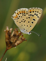 Lycaena tityrus - Sooty Copper