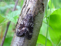 Eurois occulta - Great Brocade