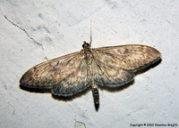 Perinephela lancealis