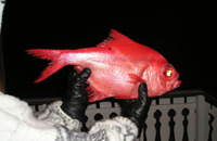 Beryx decadactylus, Alfonsino: fisheries