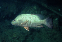 Lutjanus argentimaculatus, Mangrove red snapper: fisheries, aquaculture, gamefish