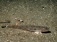 Lepidogobius lepidus, Bay goby: