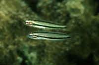 Meiacanthus ditrema, One-striped poison-fang blenny: