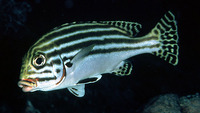 Plectorhinchus diagrammus, Striped sweetlips: fisheries, aquaculture