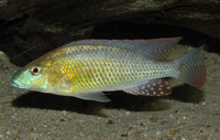 Thoracochromis buysi, Namib happy: